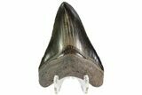 Serrated, Fossil Megalodon Tooth - Beautiful Blade #84157-1